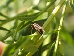 Plagiognathus moerens