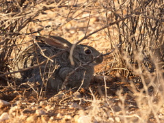 Lepus victoriae