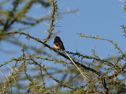 Straw-tailed Whydah (Vidua fischeri), photo 9