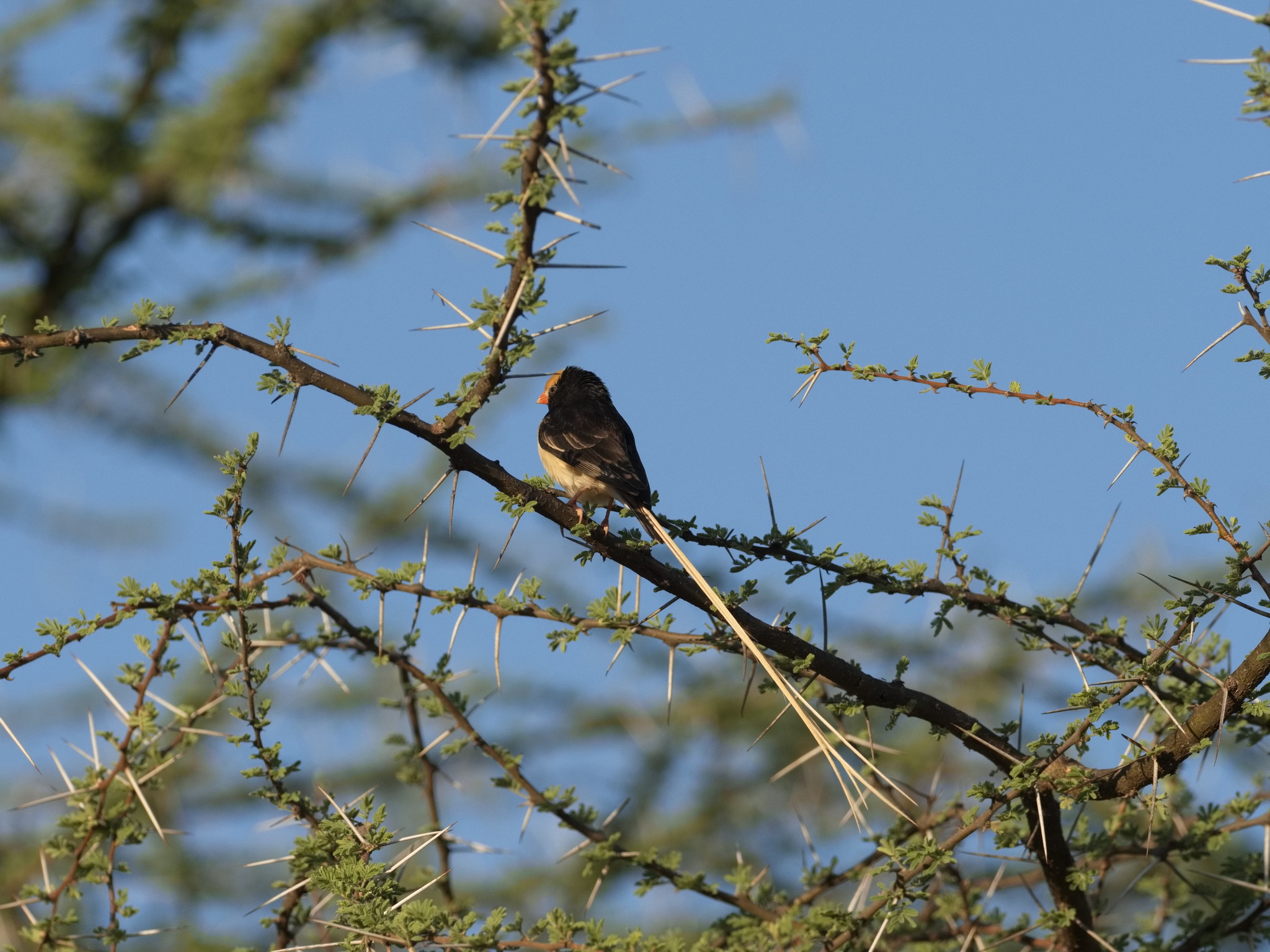 Straw-tailed Whydah (Vidua fischeri), photo 6