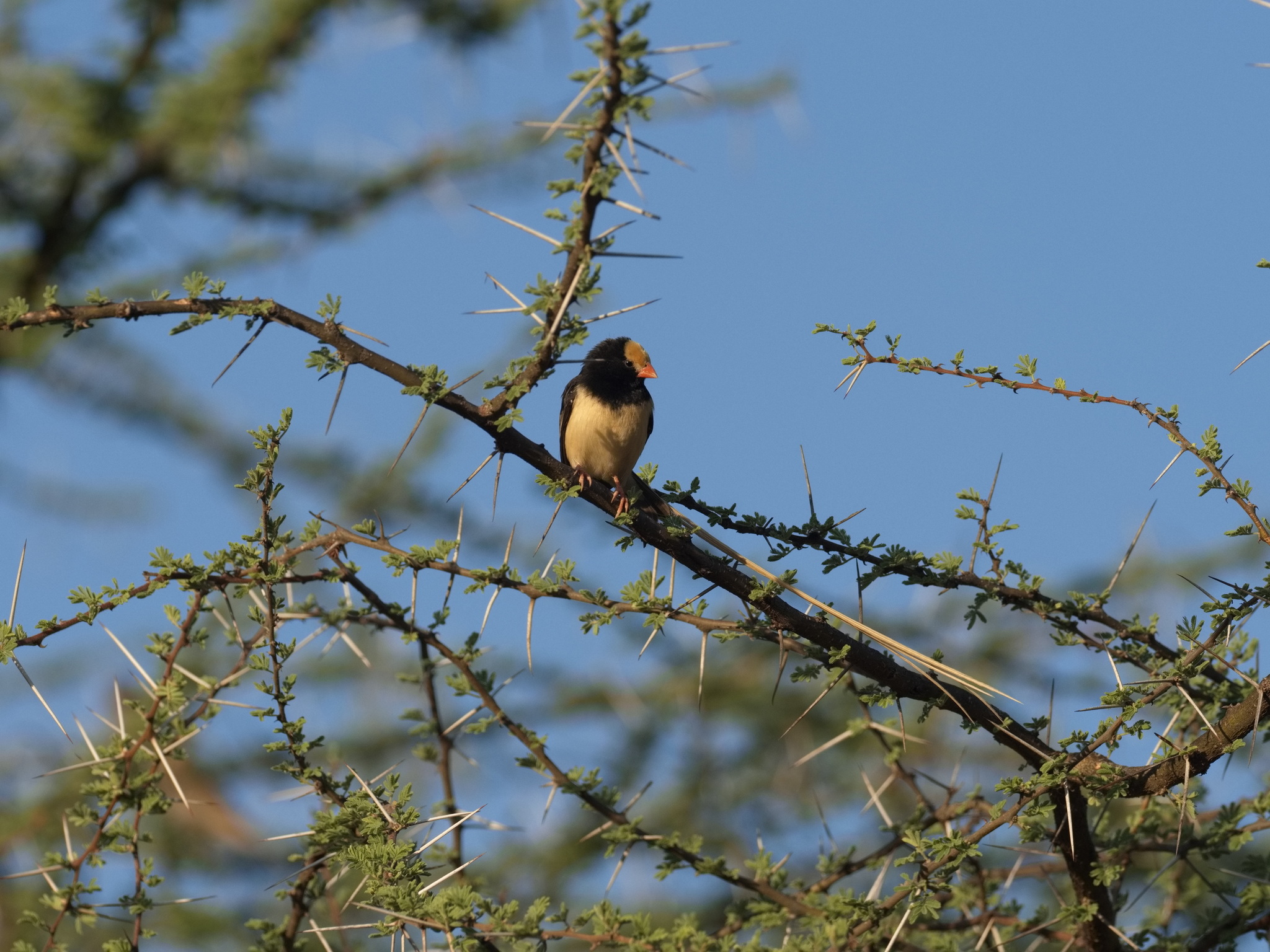 Straw-tailed Whydah (Vidua fischeri), photo 7