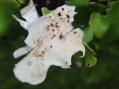 Lobaria adscripta