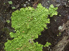 Lobaria adscripta