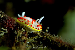 Diaphorodoris papillata