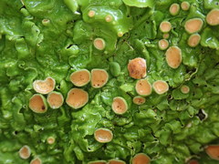 Lobaria adscripta
