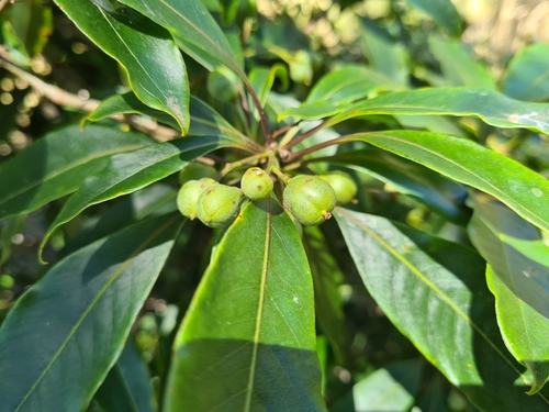Pieris japonica iNat (2)