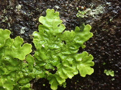 Lobaria adscripta