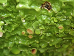 Lobaria adscripta