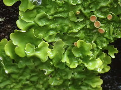 Lobaria adscripta