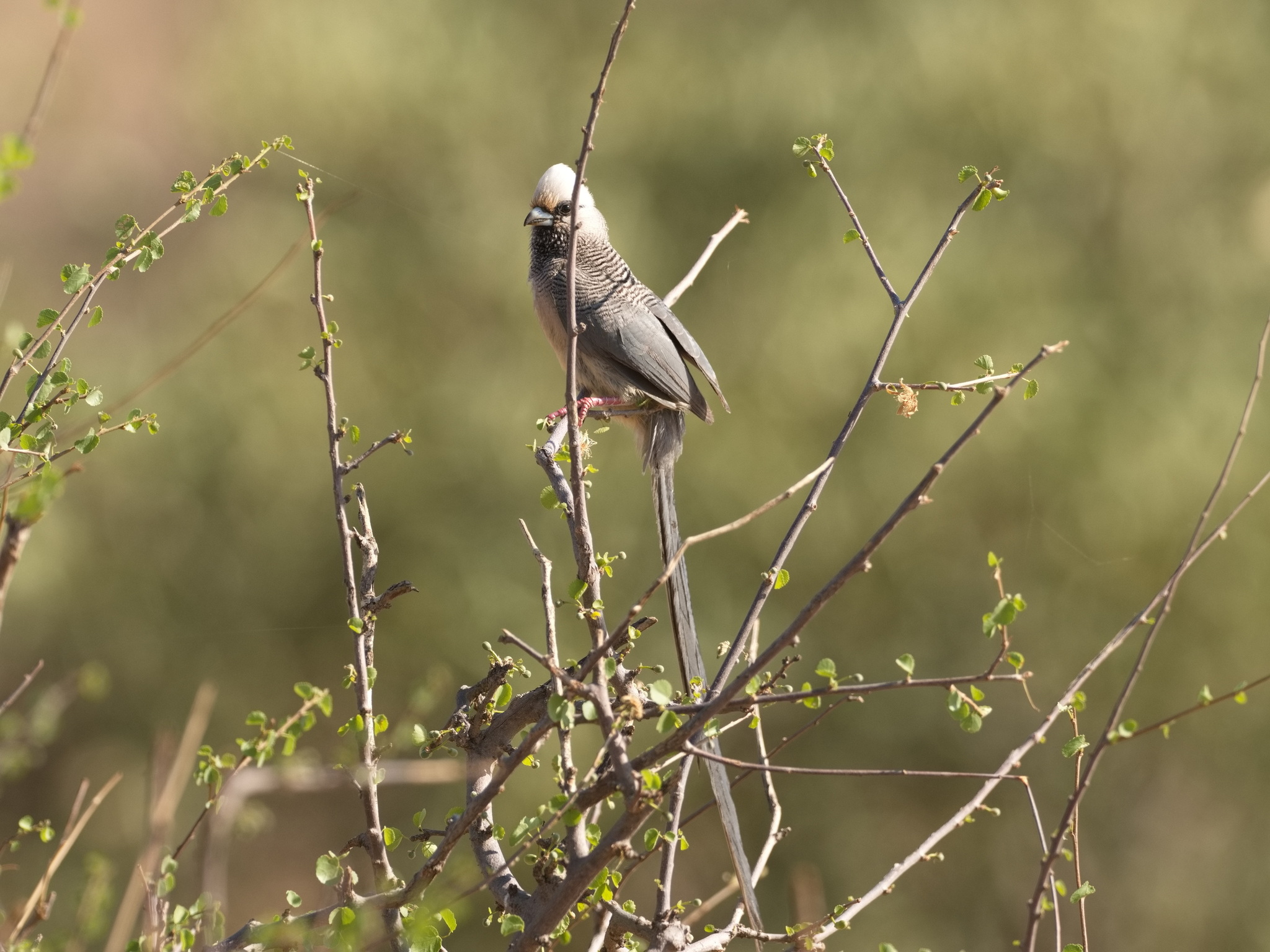 White-headed Mousebird (Colius leucocephalus), photo 5