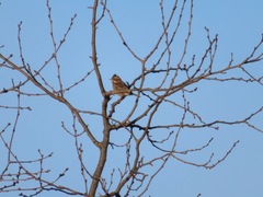 Emberiza rustica