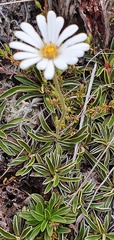 Celmisia hieraciifolia gracilis