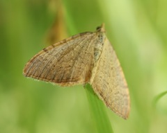 Chrysolarentia insulsata