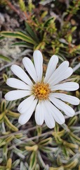 Celmisia hieraciifolia gracilis
