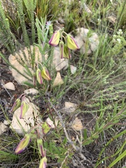 Polygala peduncularis