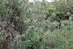 Dracaena ellenbeckiana