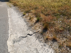 Pseudonaja affinis exilis