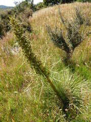 Aciphylla squarrosa flaccida
