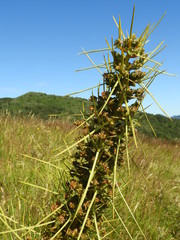 Aciphylla squarrosa flaccida