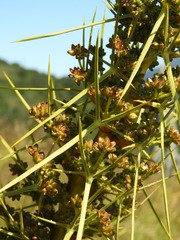 Aciphylla squarrosa flaccida