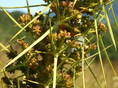 Aciphylla squarrosa flaccida