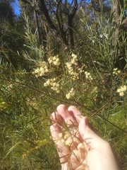 Acacia linifolia
