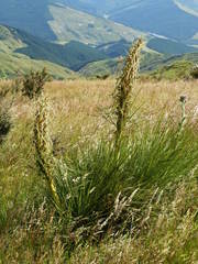 Aciphylla squarrosa flaccida