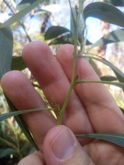 Acacia falcata