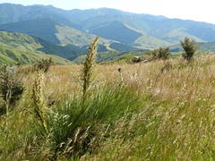 Aciphylla squarrosa flaccida