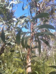 Acacia falcata