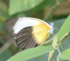 Mylothris chloris chloris