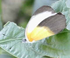 Mylothris chloris chloris