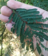 Acacia parvipinnula