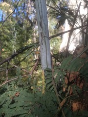 Acacia parvipinnula