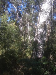 Acacia parvipinnula