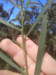 Acacia suaveolens