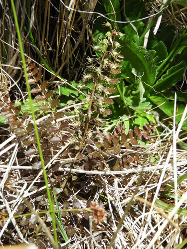 Hikurangi tutu (Coriaria pottsiana)