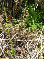 Coriaria pottsiana