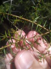 Acacia ulicifolia