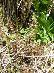 Coriaria pottsiana, photograph (c) Santiago Martín-Bravo, some rights reserved (CC BY)