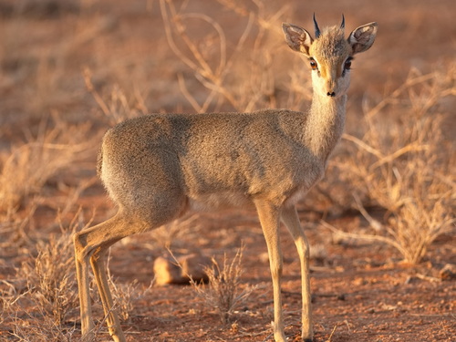 キルクディクディク