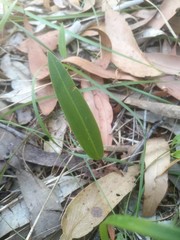 Cryptostylis subulata