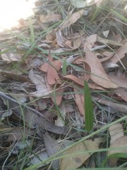 Cryptostylis subulata