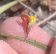 Bossiaea ensata