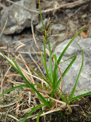 Carex horizontalis