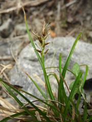 Carex horizontalis