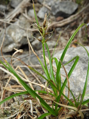 Carex horizontalis