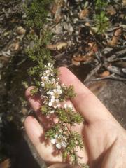 Leptospermum arachnoides