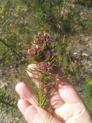 Pultenaea stipularis