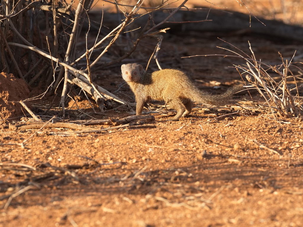 Somali Dwarf Mongoose